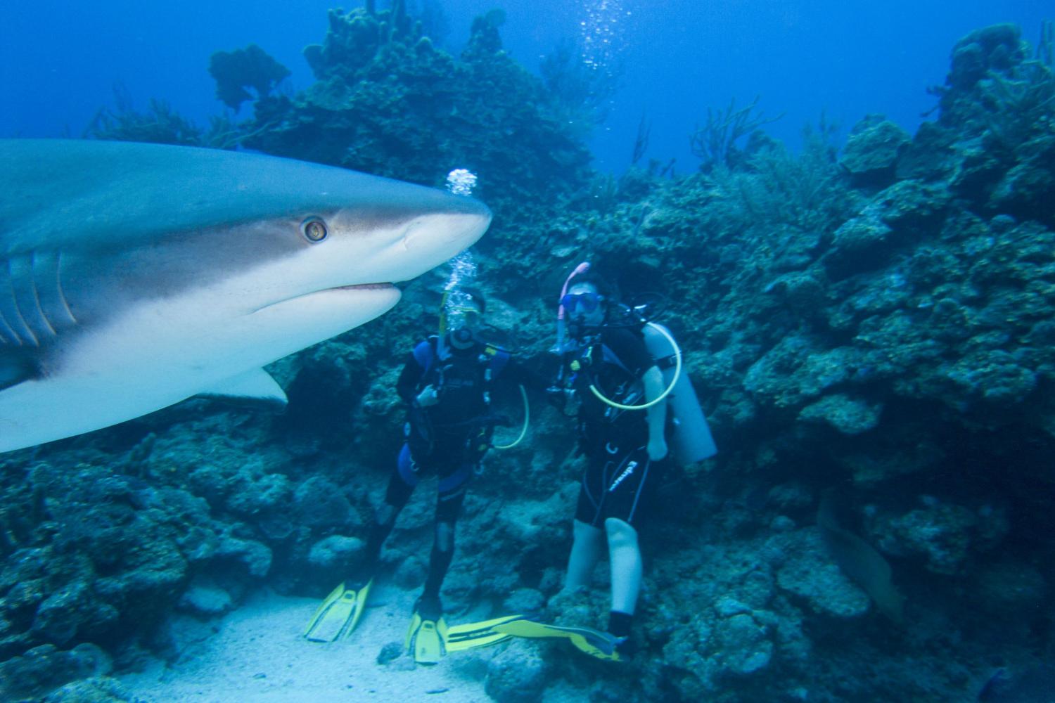 学生们在洪都拉斯与鲨鱼一起潜水.